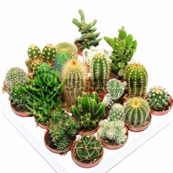 7 cosas que quizás desconozcas sobre los cactus