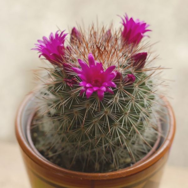 8 cosas que quizás no sepas sobre las plantas de cactus