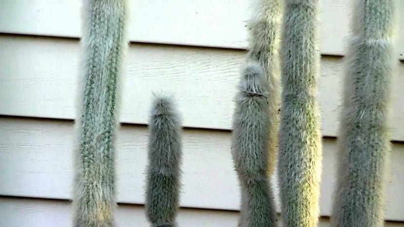 Cactus Antorcha de plata