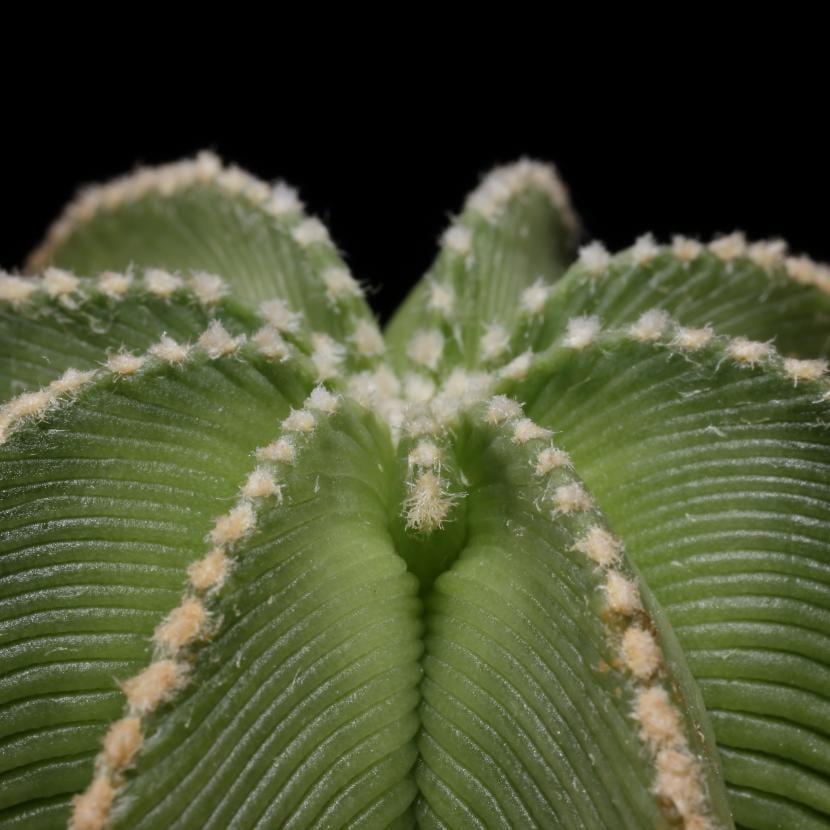 Aztekium hintonii