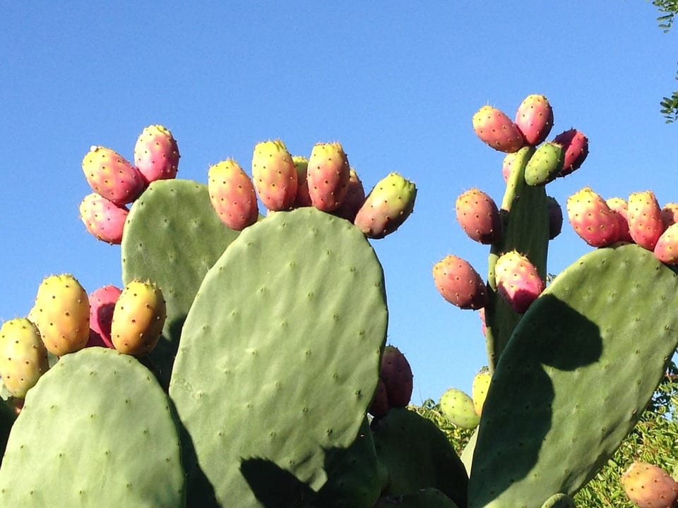 Cactus y suculentas: qué aportan de verdad a la salud