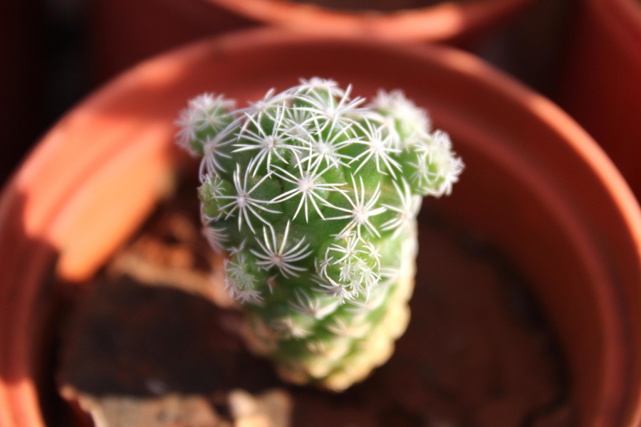 Los cactus en maceta se riegan de vez en cuando