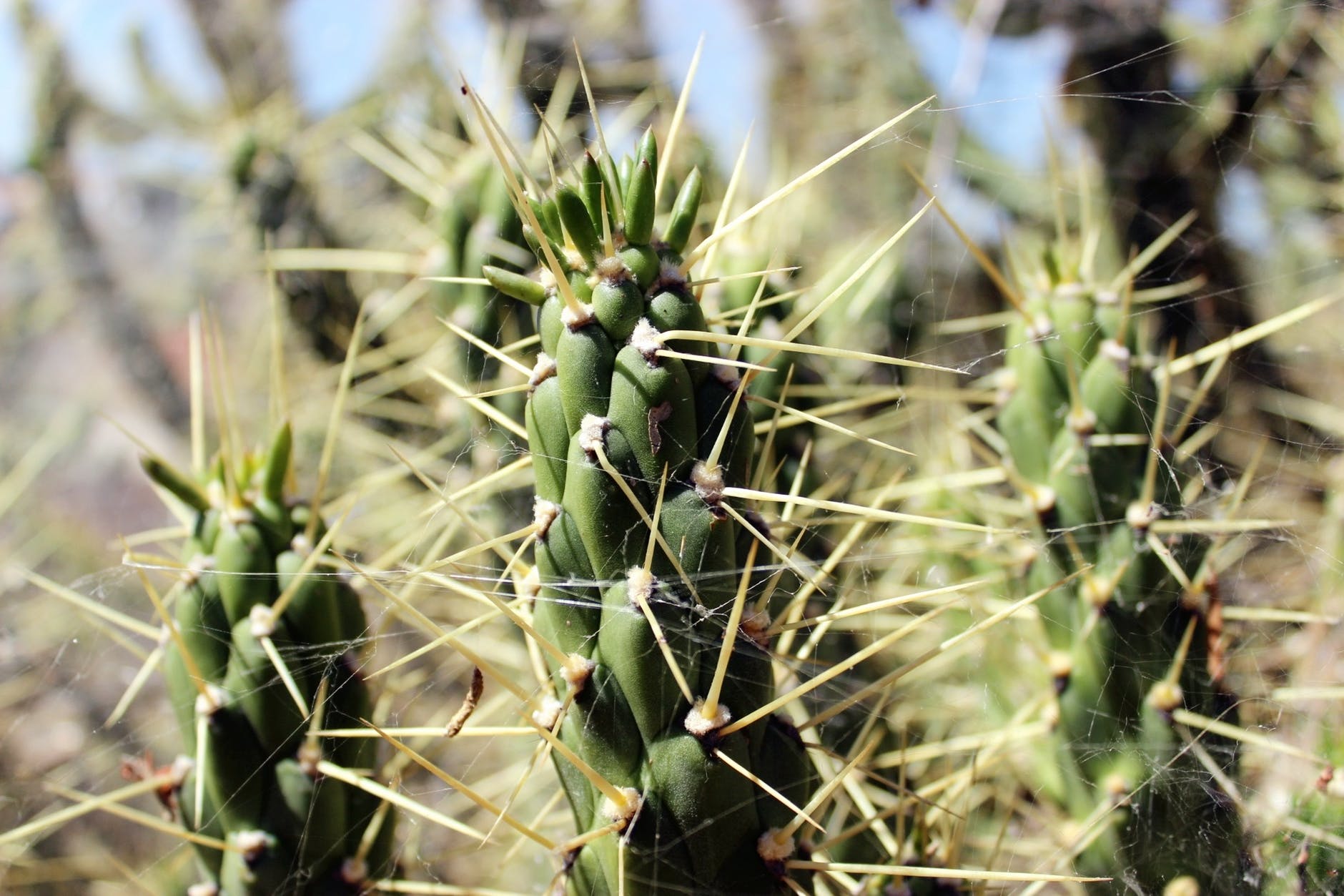 Los cactus son originarios del desierto