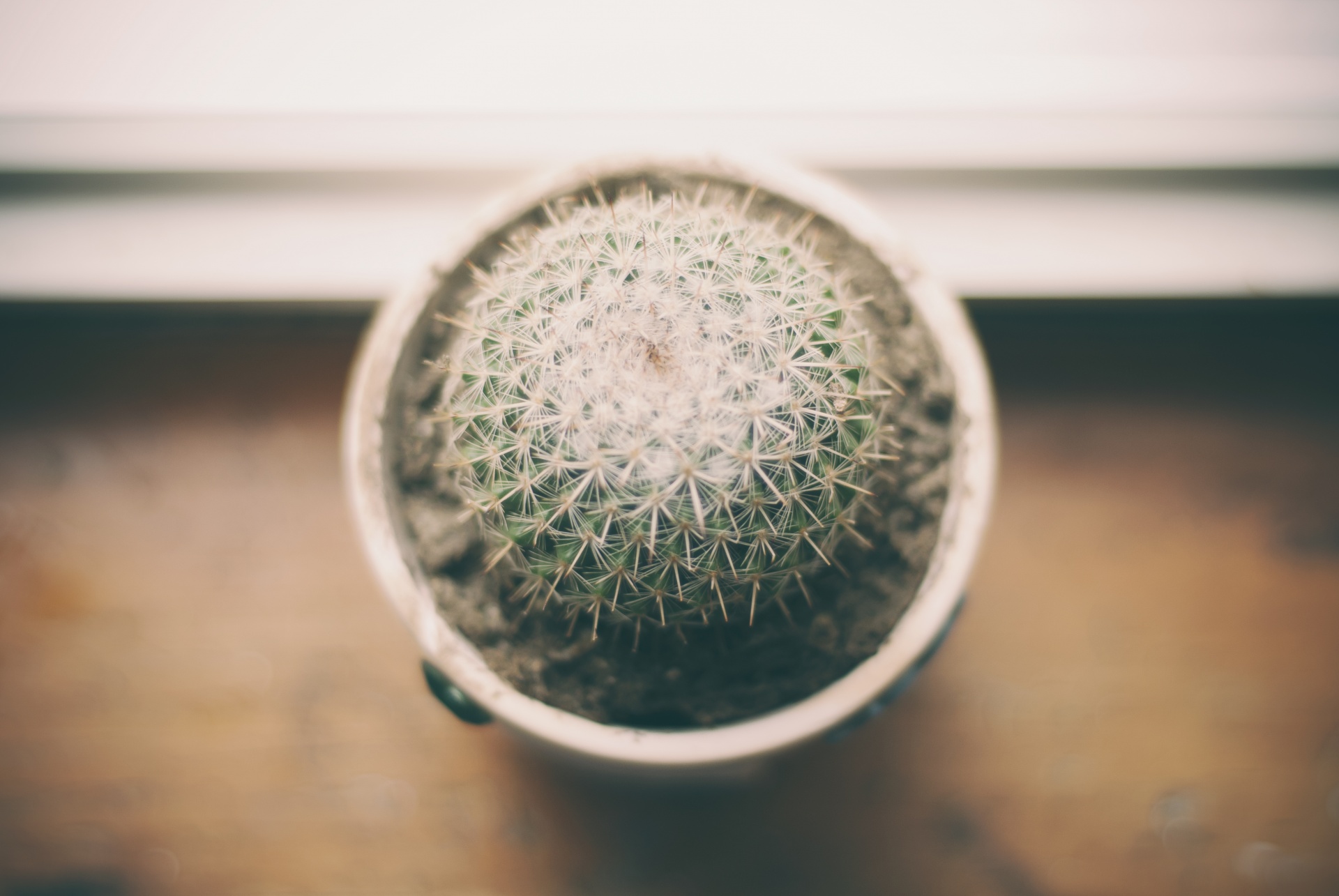 Los cactus son sensibles al exceso de riego