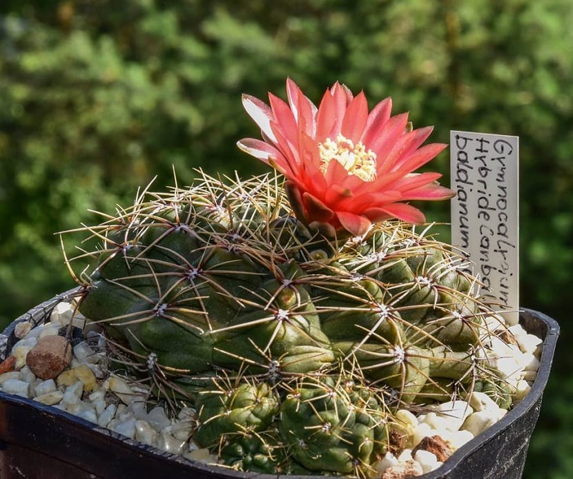 cactus con flor roja y espinas