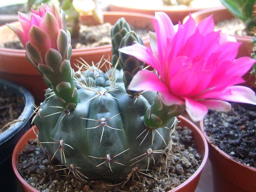 cactus en maceta Gymnocalyciums baldianum en maceta