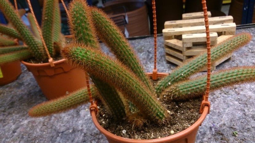 Ejemplar de Aporocactus flagelliformis