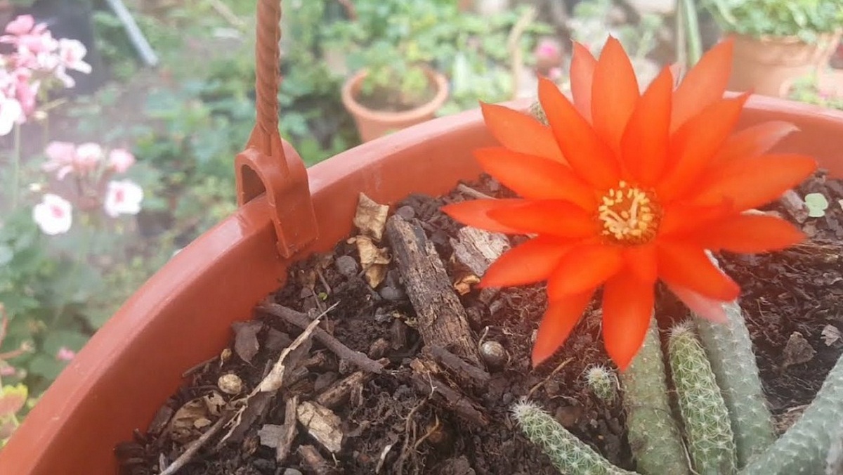 flor de un cactus que está plantado en una maceta