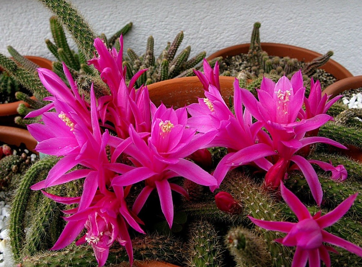 flores rosas que salen del Cactus colgante