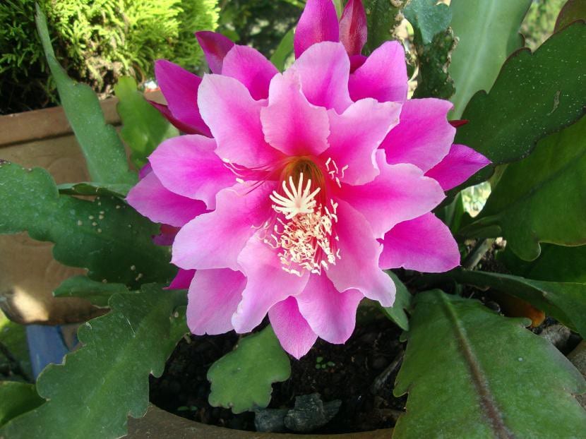 Epiphyllum var. Madras Ribbon