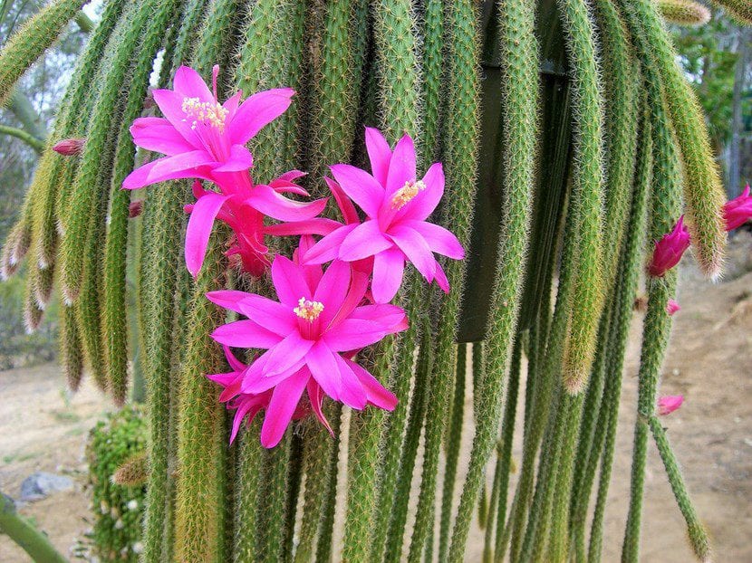 Aporocactus Flagelliformis