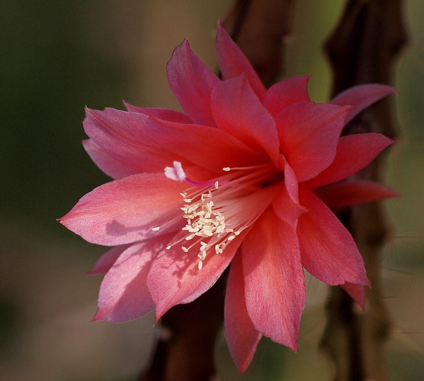 Flor del Aporocactus
