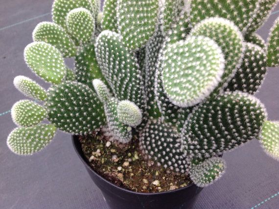 Cactus de interior