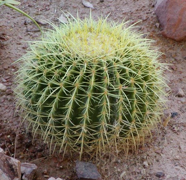 cactus barril