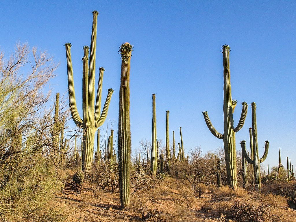 El saguaro es un cactus muy grande