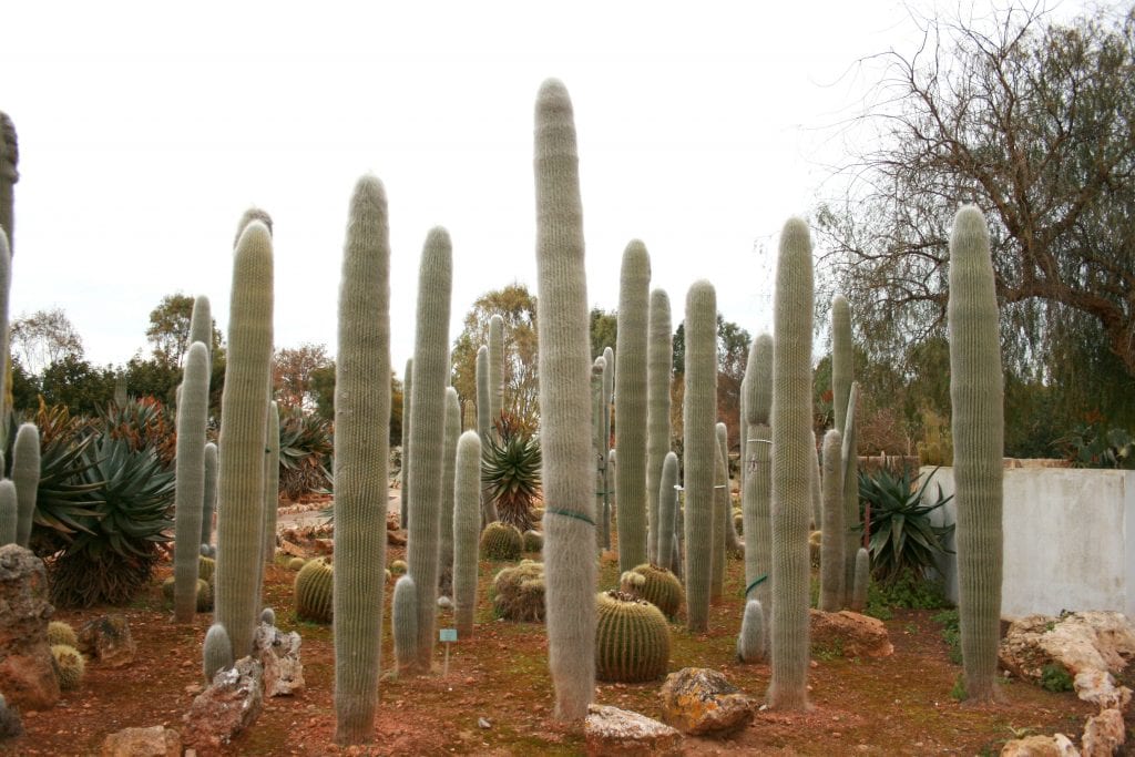 El Cephalocereus senilis es un cactus grande