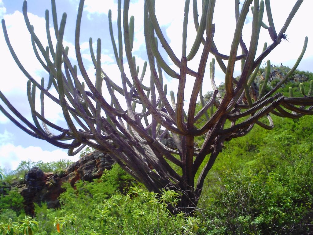 El Pachycereus azureus es un cactus azulado