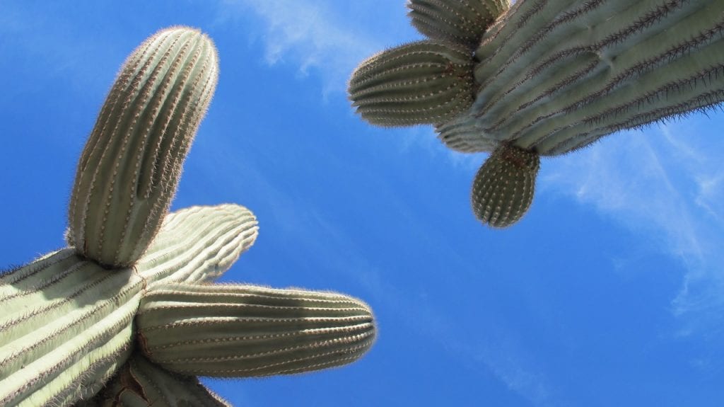 El saguaro es un cactus grande