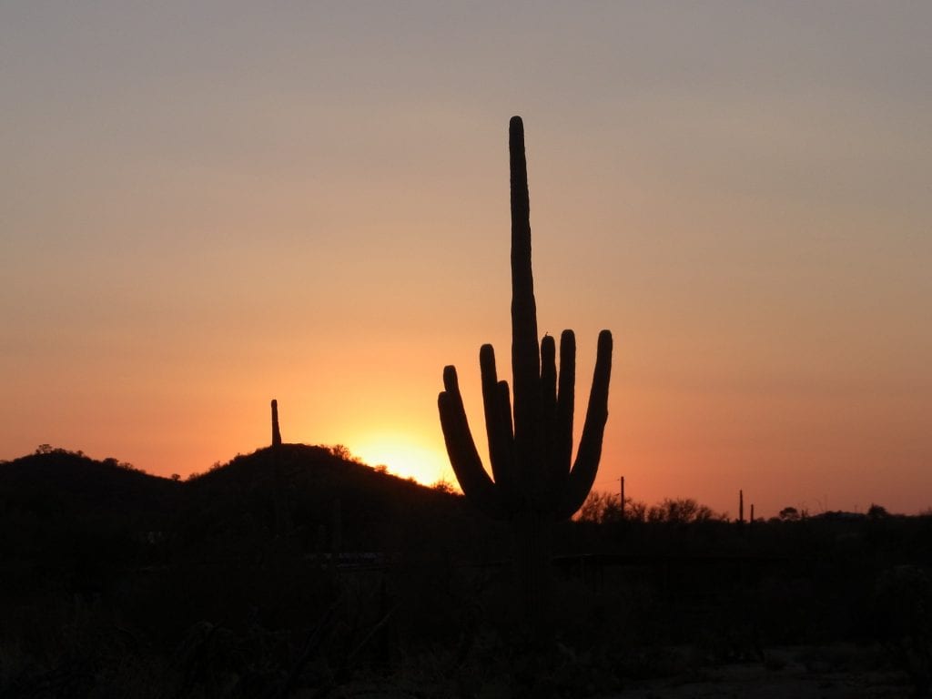 Vista del cactus saguaro en su hábitat