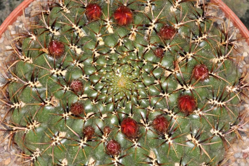 Ejemplar de Matucana aureiflora