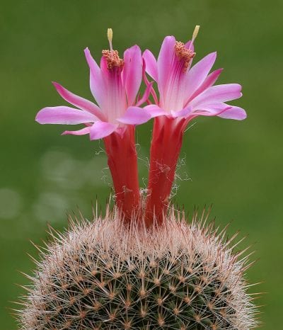 Ejemplar de Matucana roseoalba en flor