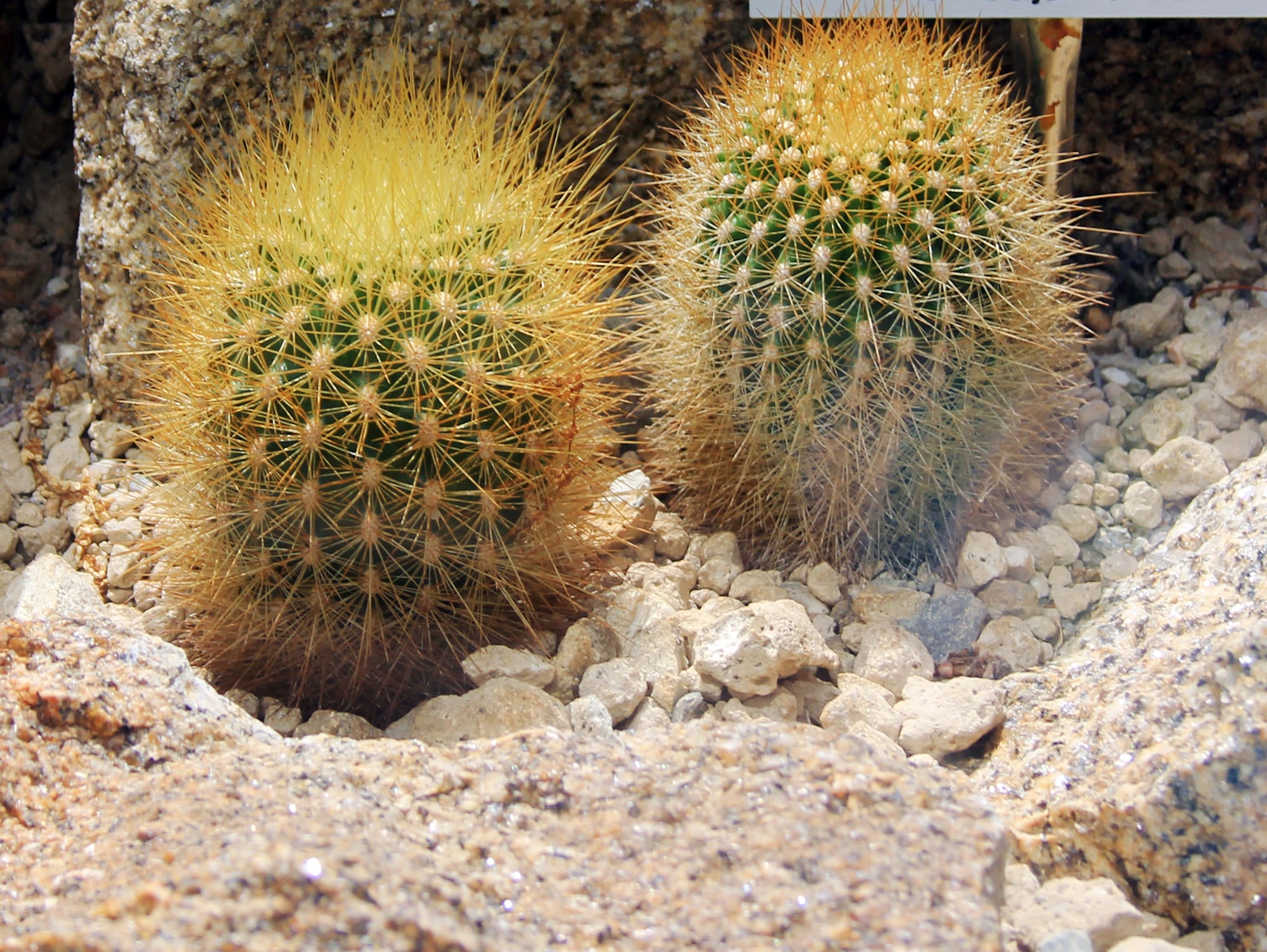 Matucana: el cactus peruano de flores curvadas