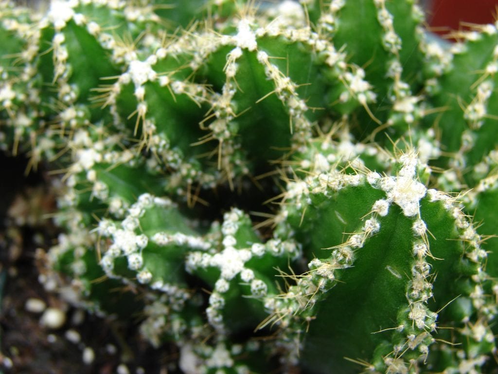 Cactus de ordenador: por qué no absorbe radiaciones