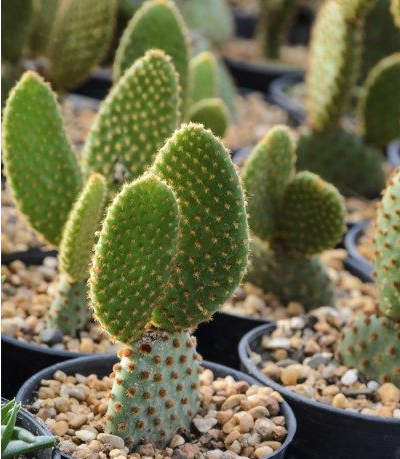 Información de cactus de orejas de conejo