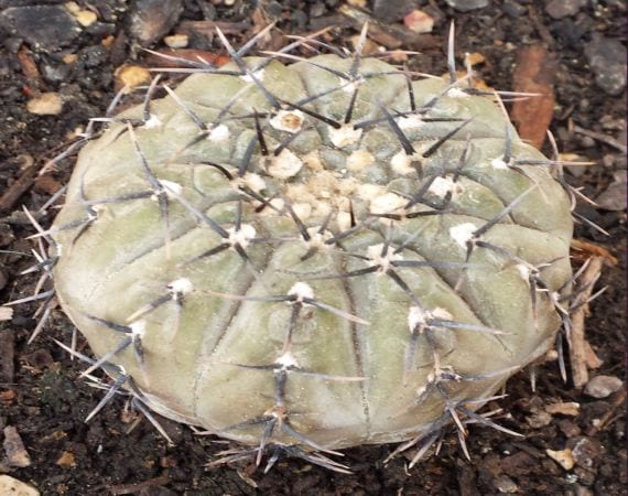 Cómo cuidar un cactus Copiapoa