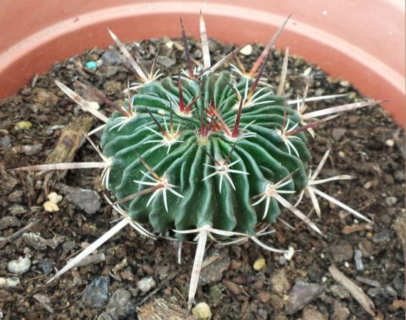 Cómo cuidar cactus pequeños: riego, luz y sustrato