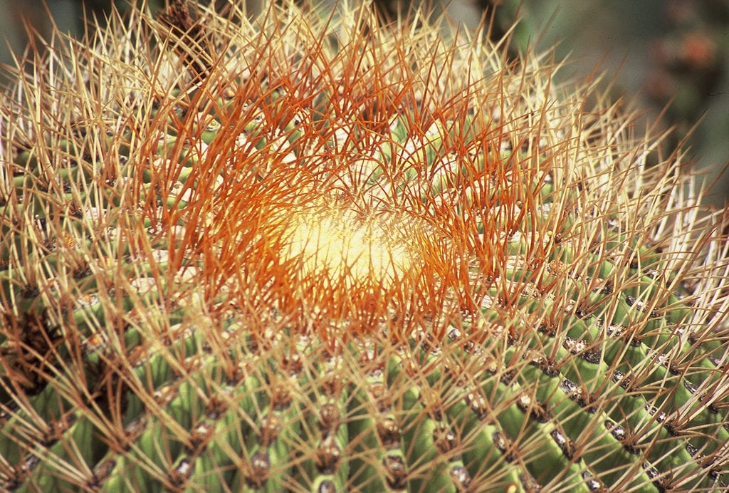Cactus de barril