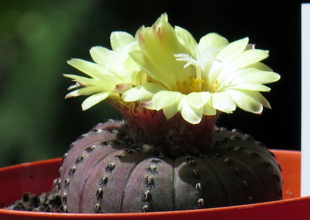 La Frailea castanea es un cactus de colección