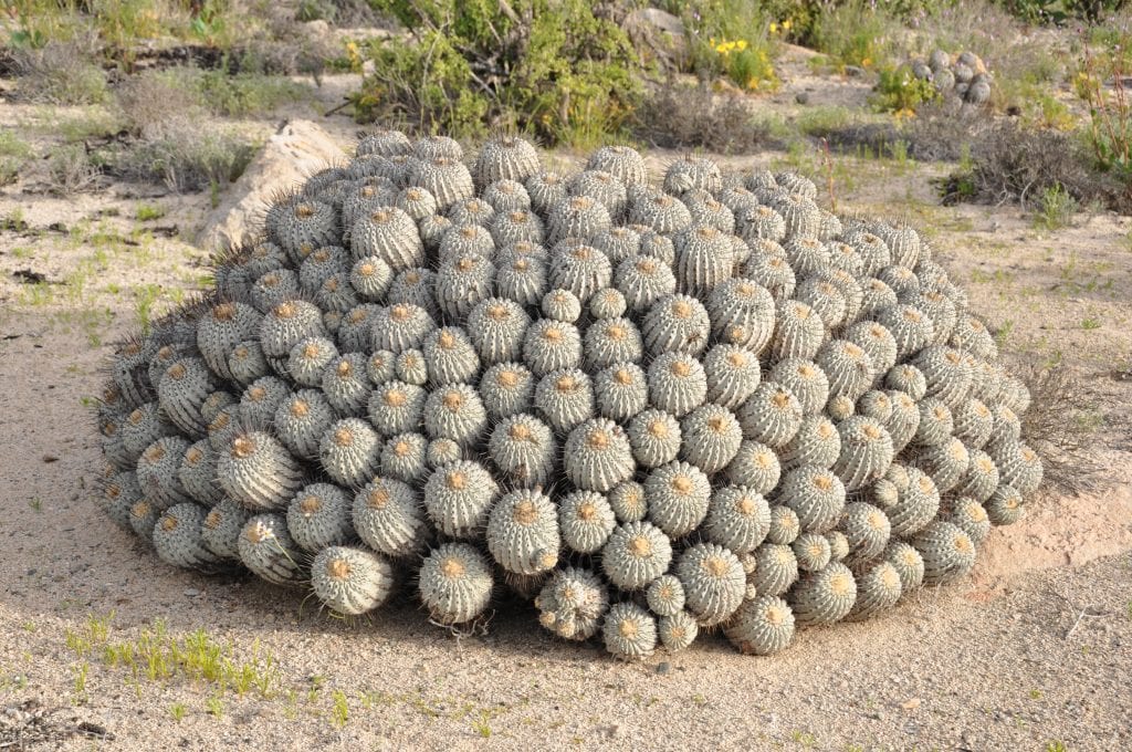 La Copiapoa dealbata es un cactus globoso