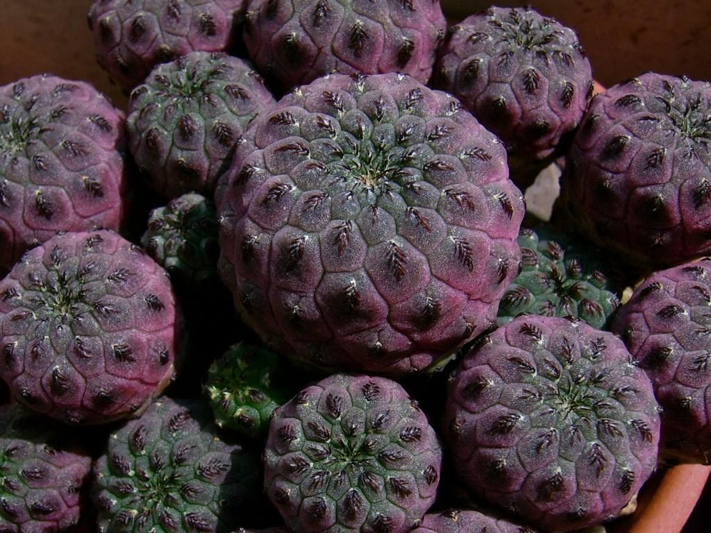 La Sulcorebutia rauschii violacidermis es un cactus violeta