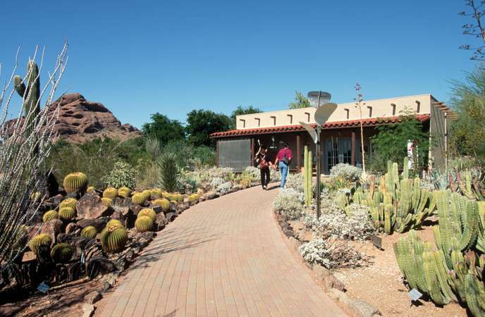 Cactus : La interesante familia de plantas de cactus (Cactaceae)