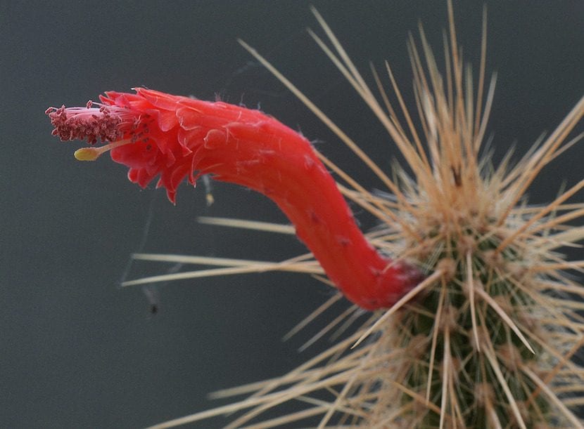 Flor de cactus tubular