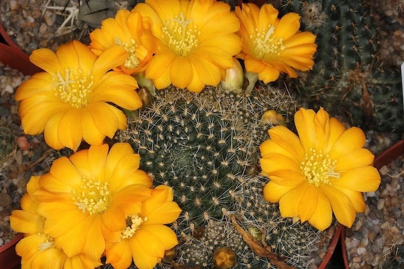 Flor de cactus grande