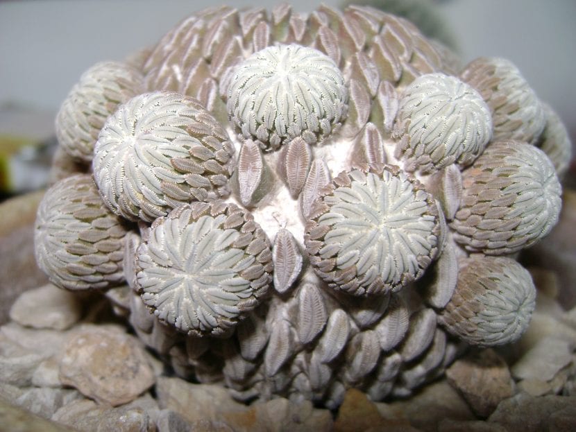 Cactus pelecyphora aselliformis