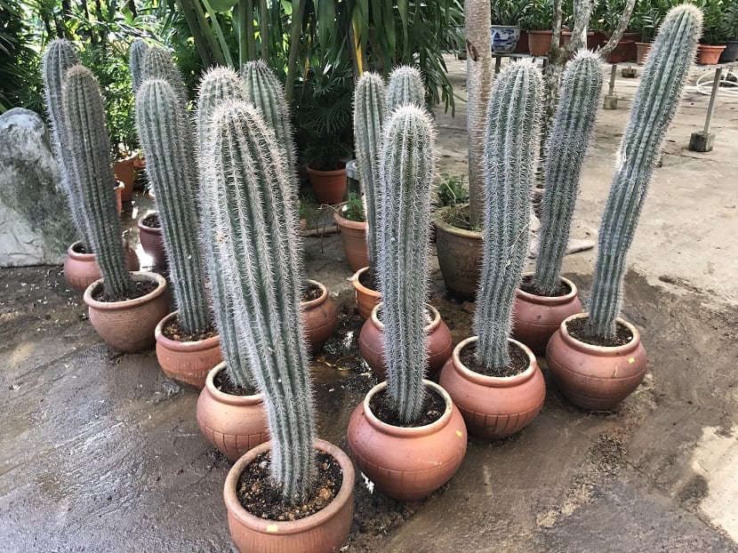 cactus alargados en macetas