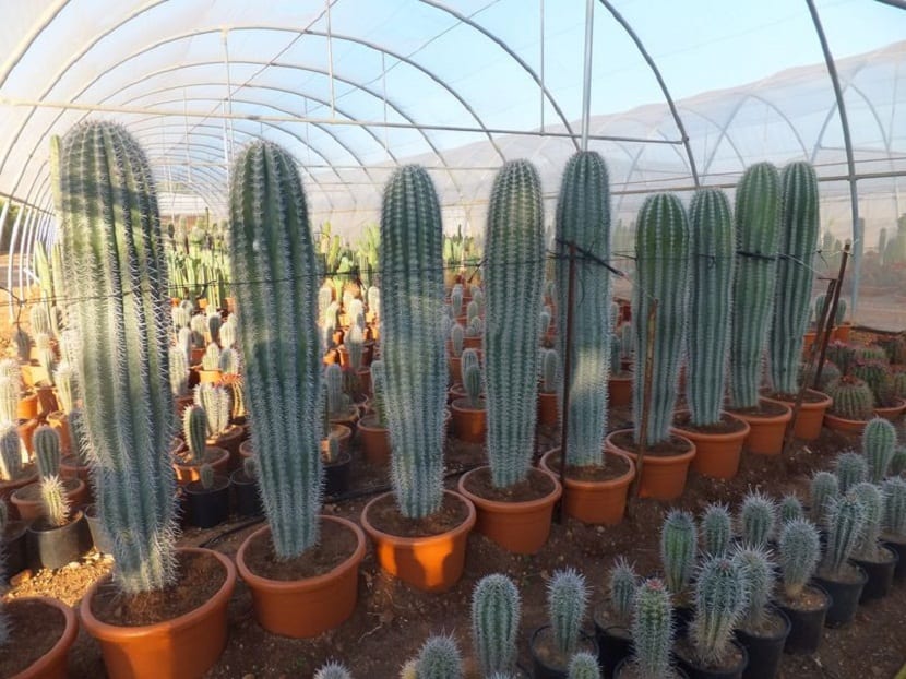 cactus de diferentes tamanos en invernaderos