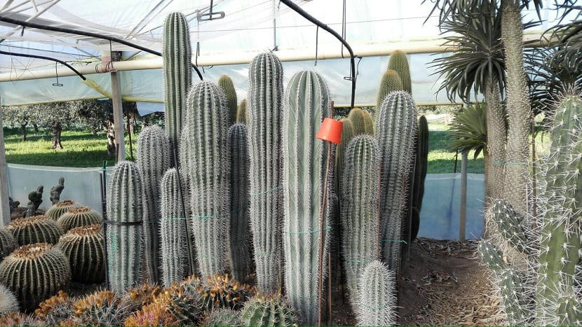 diferentes tipo de cactus de diferentes tamanos