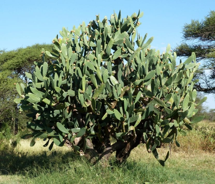 Opuntia ficus-indica, la chumbera, puede alcanzar los dos metros de altura