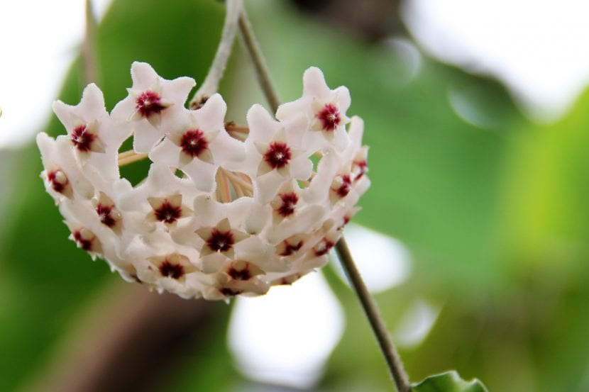 Planta de Hoya carnosa o Flor de cera