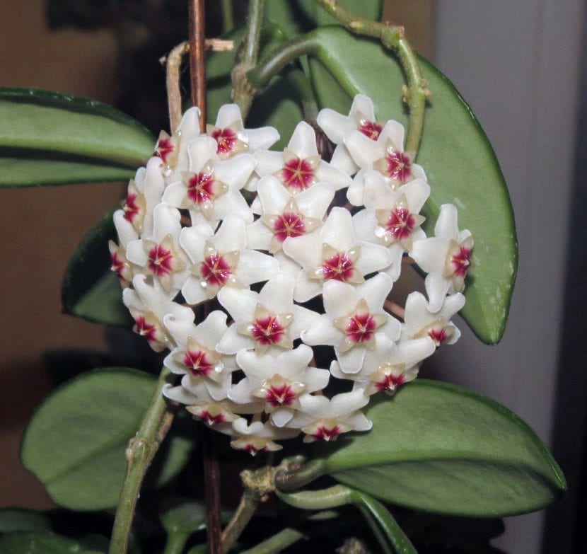 Hoya carnosa en flor