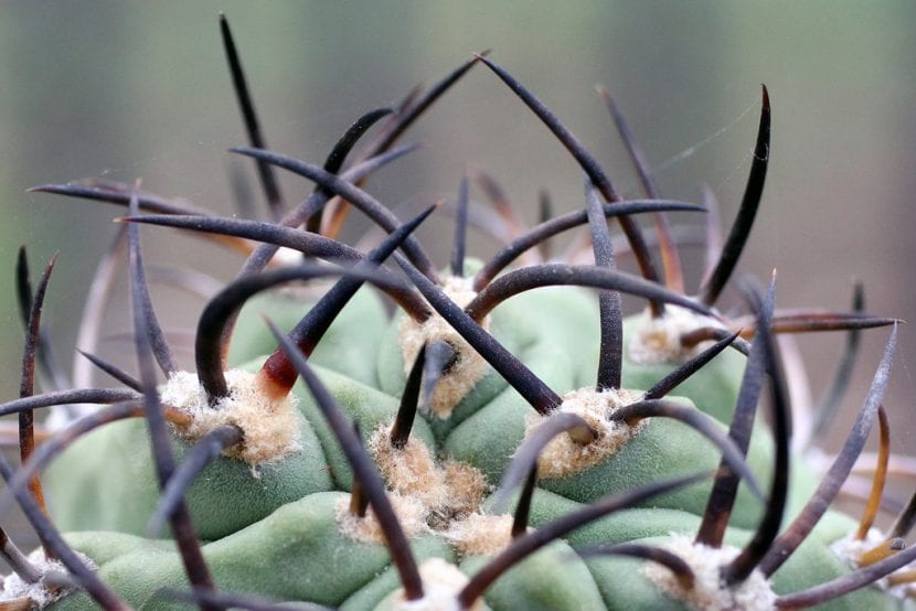 Ejemplar de Eriosyce ceratistes con su espinación característica