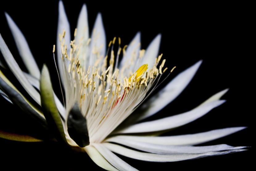 Dama de noche (Epiphyllum oxypetalum): cuidados y floración