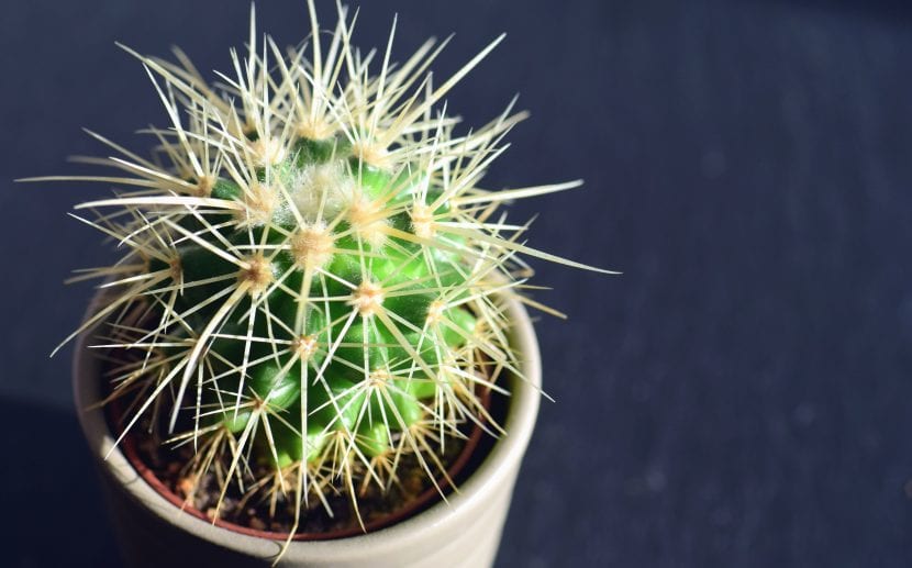 Echinocactus grussonii en maceta