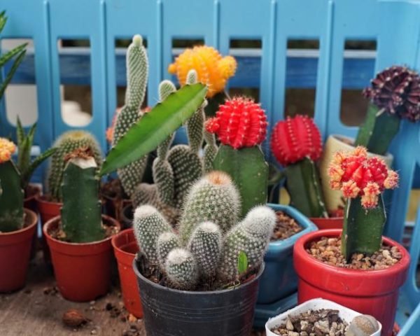 como cultivar un cactus