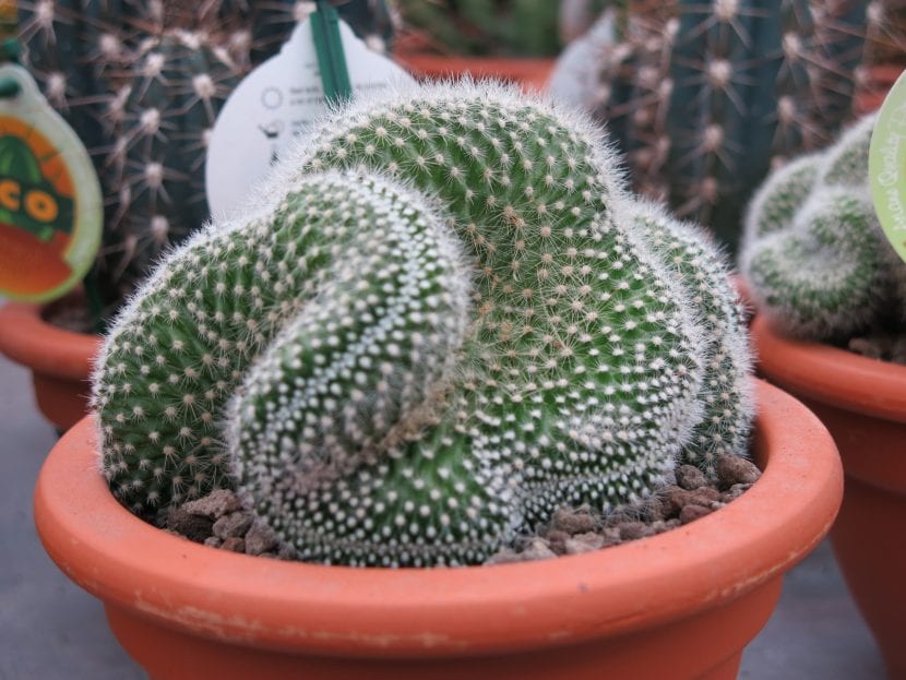 Cleistocactus straussi var. cristatus