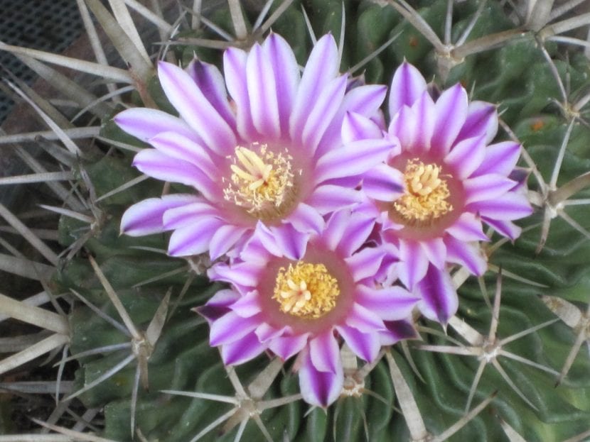 Echinofossulocactus crispatus